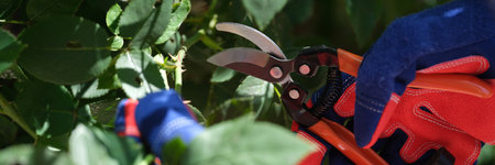 Woman hand garden sharp metal pruner cuts off part of branch near rose