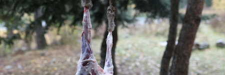 Fresh carcass of lamb hung on tree.の写真素材