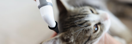 Veterinarian examines cat in veterinary clinic. Pet medical examination and pet health care concept.の写真素材