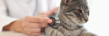Female veterinarian examines cat on table in veterinary clinic.の写真素材