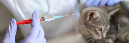 Veterinarian is ready to give injection to small kitten close-up.の写真素材