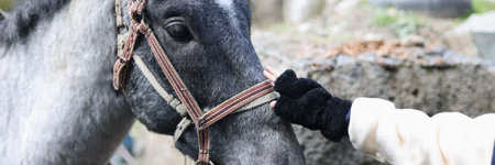 Womans hand in glove touches head of gray horse close-up.の写真素材