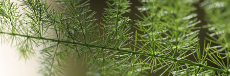 Close up of green plant branch, gardening concept.の写真素材