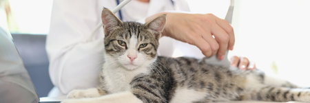 Female veterinarian conducts ultrasound medical examination of cat, cat looks at camera.の写真素材