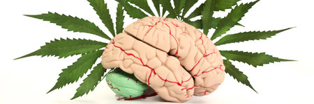 Model of human brain with nerves and fresh cannabis leavesの写真素材