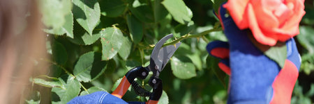 Gardener uses pruning shears to cut rose for florist storeの写真素材