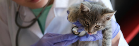 Veterinarian listens to heart of furry cat with stethoscope