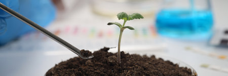 Scientist takes sample of soil from container with sproutの写真素材