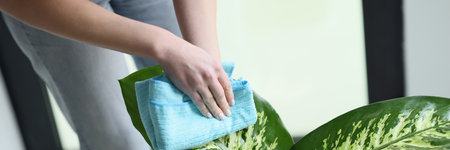 Caring housewife wipes large leaves of plant with soft ragの写真素材