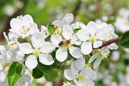 Blossoming of apple tree in a spring timeの写真素材