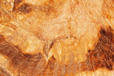 Surface of tree trunk with rings in yellow-orange tonesの写真素材