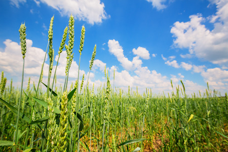 Wheat ears on a background of cloudy skyの写真素材
