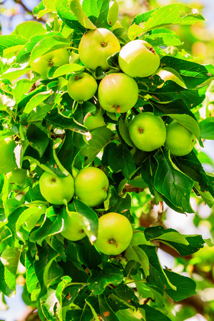 Ripe apples on apple tree in the orchardの写真素材