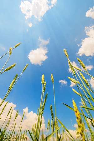 Wheat ears on a background of cloudy skyの写真素材