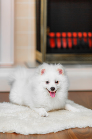 Pomeranian spitz on sheepskin in front of decorative fireplaceの写真素材
