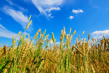 Wheat ears on a background of cloudy skyの写真素材