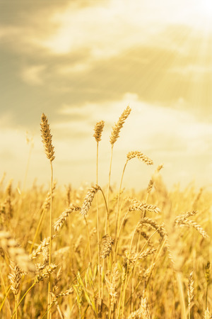 Wheat ears under golden shining and cloudy skyの写真素材