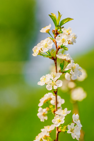 Small branch of blooming apple treeの写真素材
