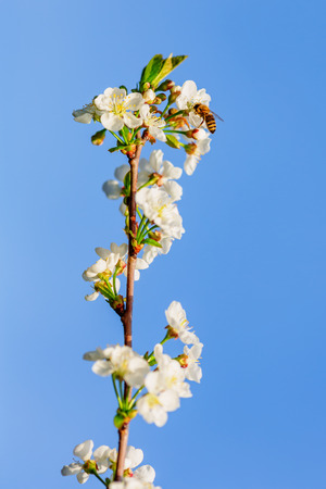 Bee collecting pollen on a branch of apple treeの写真素材