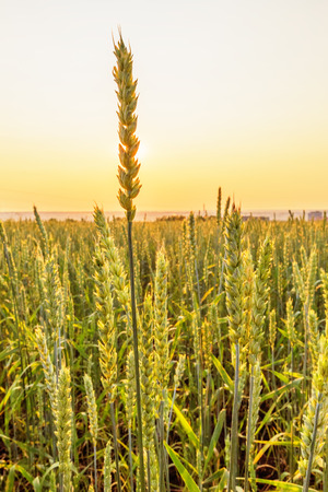Wheat ears on a background of clear sunset skyの写真素材