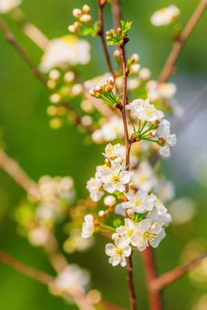 Small branch of blooming apple treeの写真素材
