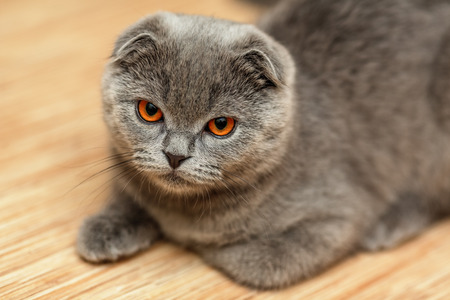 Portrait of a scottish fold breed blue catの写真素材