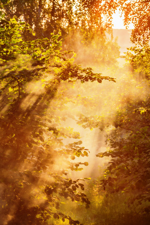 Magical sun rays coming through the smoke in forestの写真素材