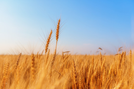 View of wheat ears and clear skyの写真素材