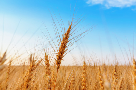 View of wheat ears and blue skyの写真素材
