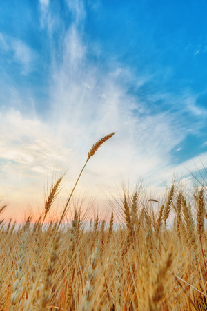 View of wheat ears and cloudy skyの写真素材