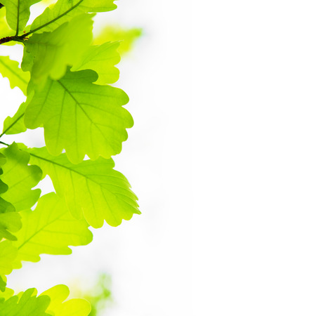 Oak leaves on the left side of white backgroundの写真素材
