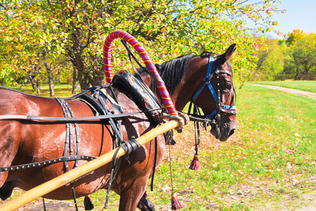 Horse with trappings on lawn in sunny dayの写真素材
