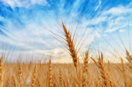 View of wheat ears and cloudy skyの写真素材