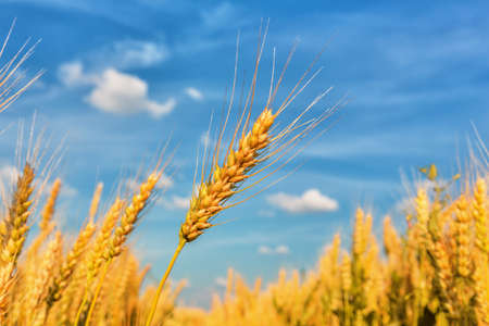 Wheat ears on a background of cloudy sky. Shallow dofの写真素材