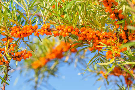 Closeup of branch with orange ripe sea buckthorn berries and green leavesの写真素材