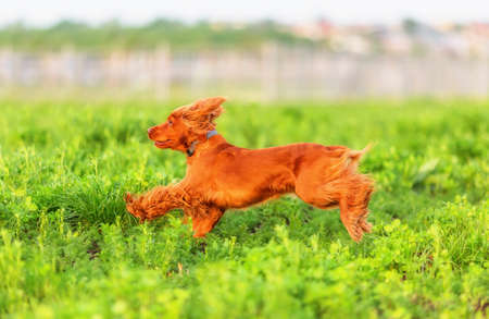 Playful english cocker spaniel on grassy ground. Shallow dof