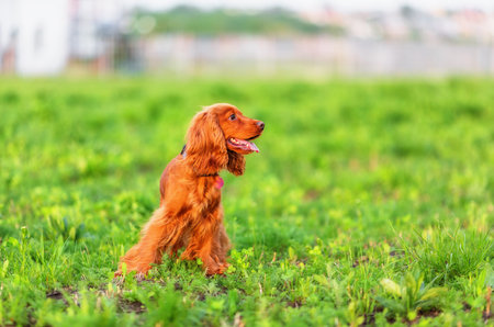 Playful english cocker spaniel on grassy ground. Shallow dofの写真素材