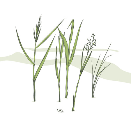 Grass bladesのイラスト素材