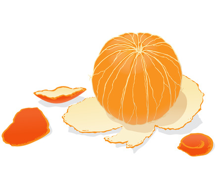 Peeled orange on white backgroundのイラスト素材