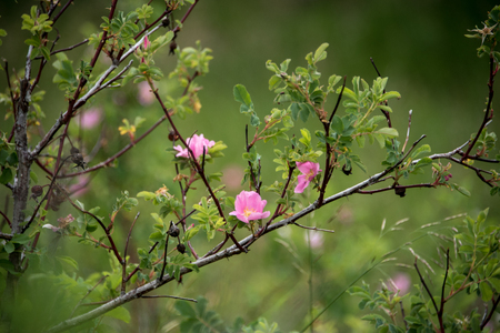 PInk bud on a branch with blurred green backgroundの写真素材