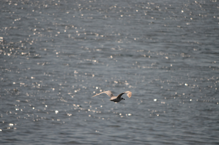 Seagull flying over sparkling ocean waterの写真素材