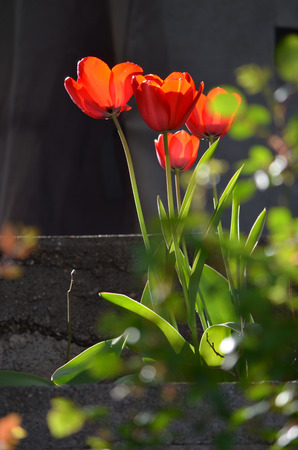 Orange tulips shining in the sunの写真素材