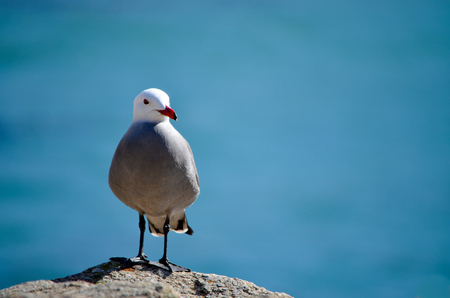 Seabird standing on rock with blue ocean backgroundの写真素材