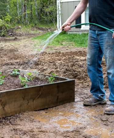 man watering freshly planted strawberry plantsの写真素材