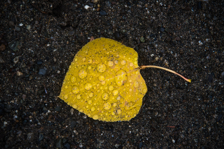 Single yellow leaf covered with rain drops