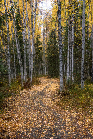 Leaf covered path curving through fall forestの写真素材