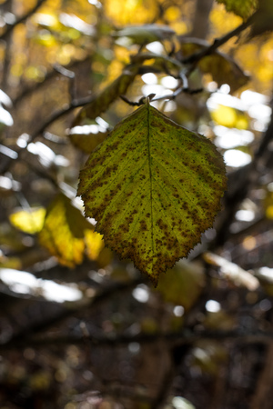 Single green leaf against a blurred fall backgroundの写真素材