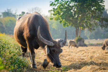 Thai buffalo eating grass on the fieldの写真素材