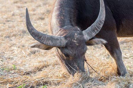 Thai buffalo eating grass on the fieldの写真素材