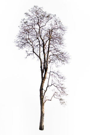 The tree branch isolated on white backgroundの写真素材